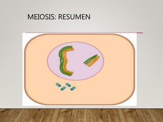 MEIOSIS: RESUMEN
 