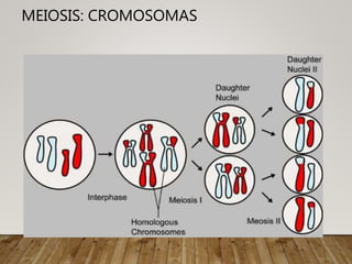 MEIOSIS: CROMOSOMAS
 
