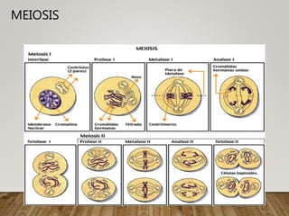 MEIOSIS
 