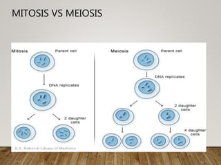 MITOSIS VS MEIOSIS
 