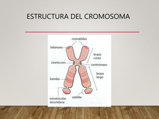 ESTRUCTURA DEL CROMOSOMA
 