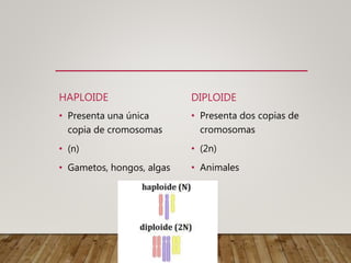 HAPLOIDE
• Presenta una única
copia de cromosomas
• (n)
• Gametos, hongos, algas
DIPLOIDE
• Presenta dos copias de
cromosomas
• (2n)
• Animales
 