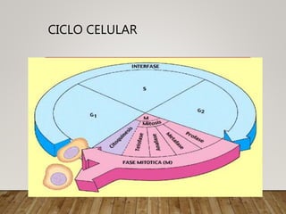 CICLO CELULAR
 