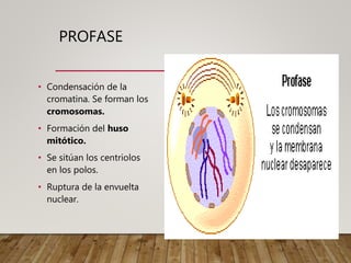 PROFASE
• Condensación de la
cromatina. Se forman los
cromosomas.
• Formación del huso
mitótico.
• Se sitúan los centriolos
en los polos.
• Ruptura de la envuelta
nuclear.
 