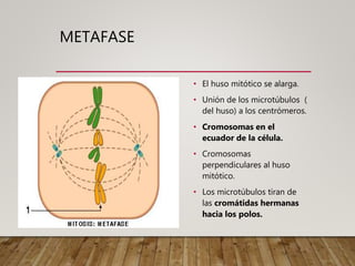 METAFASE
• El huso mitótico se alarga.
• Unión de los microtúbulos (
del huso) a los centrómeros.
• Cromosomas en el
ecuador de la célula.
• Cromosomas
perpendiculares al huso
mitótico.
• Los microtúbulos tiran de
las cromátidas hermanas
hacia los polos.
 