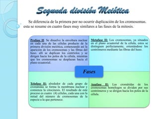 Se diferencia de la primera por no ocurrir duplicación de los cromosomas.
esta se resume en cuatro fases muy similares a las fases de la mitosis.
Profase II: Se disuelve la envoltura nuclear
en cada una de las células producto de la
primera división meiótica, comenzando así la
aparición de los cromosomas y las fibras del
huso. allí se duplican los centríolos y se
dirigen hacia los polos de la célula, mientras
que los cromosomas se desplazan hacia el
plano ecuatorial.
Metafase II: Los cromosomas, ya situados
en el plano ecuatorial de la célula, estos se
distinguen perfectamente, orientándose los
centrómeros mediante las fibras del huso.
Telofase II: alrededor de cada grupo de
cromátidas se forma la membrana nuclear y
comienza la citocinesis. El resultado de este
proceso es cuatro (4) células, cada una con la
mitad del número de cromosomas de la
especie a la que pertenece.
Anafase II: Las cromátidas de los
cromosomas homólogos se dividen por sus
centrómeros y se dirigen hacia los polos de la
célula.
Fases
 