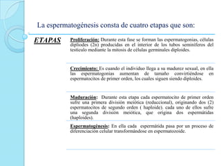 La espermatogénesis consta de cuatro etapas que son:
ETAPAS Proliferación: Durante esta fase se forman las espermatogonias, células
dipliodes (2n) producidas en el interior de los tubos seminíferos del
testículo mediante la mitosis de células germinales diploides.
Crecimiento: Es cuando el individuo llega a su madurez sexual, en ella
las espermatogonias aumentan de tamaño convirtiéndose en
espermatocitos de primer orden, los cuales siguen siendo diploides.
Maduración: Durante esta etapa cada espermatocito de primer orden
sufre una primera división meiótica (reduccional), originando dos (2)
espermatocitos de segundo orden ( haploide). cada uno de ellos sufre
una segunda división meiótica, que origina dos espermátidas
(haploides).
Espermatogénesis: En ella cada espermátida pasa por un proceso de
diferenciación celular transformándose en espermatozoide.
 