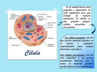 Es la unidad básica más
pequeña e importante de
todo organismo vivo, que
trabaja de manera
autónoma. Se divide en
dos grandes grupos:
células eucariotas y
procariotas.
Célula
La célula eucariota: son las
que poseen material genético en
el núcleo y orgánulos
especializados para realizar
funciones especificas.
Las células procariotas: son las
mas pequeñas y no poseen
membranas internas; por lo
tanto, su material genético
queda disperso en el citoplasma.
 