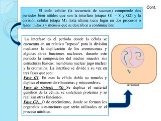El ciclo celular (la secuencia de sucesos) comprende dos
periodos bien nítidos que son la interfase (etapas G1 – S y G2) y la
división celular (etapa M). Esta ultima tiene lugar en dos procesos o
fases mitosis y meiosis que se describen a continuación:
Cont.
La interfase es el periodo donde la célula se
encuentra en un relativo "reposo" para la división
mediante la duplicación de los cromosomas y
algunas otras funciones nucleares. durante este
periodo la composición del núcleo muestra sus
estructuras básicas: membrana nuclear jugo nuclear
y la cromatina. La interfase se divide a su vez en
tres fases que son:
Fase G1. En esta la célula dobla su tamaño y
duplica el numero de ribosomas y mitocondrias.
Fase de síntesis (S) Se duplica el material
genético de la célula, se sintetizan proteínas y se
realizan otras funciones.
Fase G2, O de crecimiento, donde se forman los
organelos o estructuras que serán utilizados en el
proceso mitótico.
 