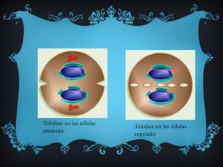 Telofase en las células
animales

Telofase en las células
vegetales

 