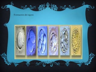 Formación del cigoto

http://www.cnice.mecd.es/eos/MaterialesEducativos
/mem2001/biologia/ciclo/meiosis.htm

 
