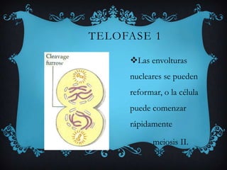 TELOFASE 1
Las envolturas
nucleares se pueden
reformar, o la célula

puede comenzar
rápidamente
meiosis II.

 