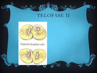 TELOFASE II

 
