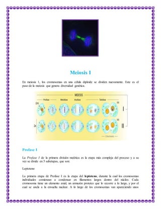 Meiosis I
En meiosis 1, los cromosomas en una célula diploide se dividen nuevamente. Este es el
paso de la meiosis que genera diversidad genética.
Profase I
La Profase I de la primera división meiótica es la etapa más compleja del proceso y a su
vez se divide en 5 subetapas, que son:
Leptoteno
La primera etapa de Profase I es la etapa del leptoteno, durante la cual los cromosomas
individuales comienzan a condensar en filamentos largos dentro del núcleo. Cada
cromosoma tiene un elemento axial, un armazón proteico que lo recorre a lo largo, y por el
cual se ancla a la envuelta nuclear. A lo largo de los cromosomas van apareciendo unos
 