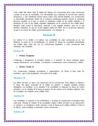 Cada célula hija ahora tiene la mitad del número de cromosomas pero cada cromosoma
consiste en un par de cromátidas. Los microtubulos que componen la red del huso mitótico
desaparece, y una membrana nuclear nueva rodea cada sistema haploide. Los cromosomas
se desenrollan nuevamente dentro de la carioteca (membrana nuclear). Ocurre la citocinesis
(proceso paralelo en el que se separa la membrana celular en las células animales o la
formación de esta en las células vegetales, finalizando con la creación de dos células hijas).
Después suele ocurrir la intercinesis, parecido a una segunda interfase, pero no es una
interfase verdadera, ya que no ocurre ninguna réplica del ADN. No es un proceso universal,
ya que si no ocurre las células pasan directamente a la metafase II.
Meiosis II
La meiosis II es similar a la mitosis. Las cromátidas de cada cromosoma ya no son
idénticas en razón de la recombinación. La meiosis II separa las cromátidas produciendo
dos células hijas, cada una con 23 cromosomas (haploide), y cada cromosoma tiene
solamente una cromátida.
Profase II
 Profase Temprana
Comienzan a desaparecer la envoltura nuclear y el nucleolo. Se hacen evidentes largos
cuerpos filamentosos de cromatina, y comienzan a condensarse como cromosomas visibles.
 Profase Tardía II
Los cromosomas continúan acortándose y engrosándose. Se forma el huso entre los
centríolos, que se han desplazado a los polos de la célula.
Metafase II
Las fibras del huso se unen a los cinetocoros de los cromosomas. Éstos últimos se alinean a
lo largo del plano ecuatorial de la célula. La primera y segunda metafase pueden
distinguirse con facilidad, en la metafase I las cromátides se disponen en haces de cuatro
(tétrada) y en la metafase II lo hacen en grupos de dos (como en la metafase mitótica). Esto
no es siempre tan evidente en las células vivas.
Anafase II
Las cromátidas se separan en sus centrómeros, y un juego de cromosomas se desplaza hacia
cada polo. Durante la Anafase II las cromátidas, unidas a fibras del huso en sus cinetocoros,
se separan y se desplazan a polos opuestos, como lo hacen en la anafase mitótica. Como en
la mitosis, cada cromátida se denomina ahora cromosoma.
Telofase II
 