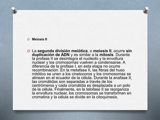 O Meiosis II
O La segunda división meiótica, o meiosis II, ocurre sin
duplicación de ADN y es similar a la mitosis. Durante
la profase II se desintegra el nucleolo y la envoltura
nuclear y los cromosomas vuelven a condensarse. A
diferencia de la profase I, en esta etapa no ocurre
recombinación. En la metafase II, las fibras del huso
mitótico se unen a los cinetocoros y los cromosomas se
alinean en el ecuador de la célula. Durante la anafase II,
las cromátidas son separadas a través de los
centrómeros y cada cromátida es desplazada a un polo
de la célula. Finalmente, en la telofase II se reorganiza
la envoltura nuclear, los cromosomas se transforman en
cromatina y la célula se divide en la citoquinesis.
 