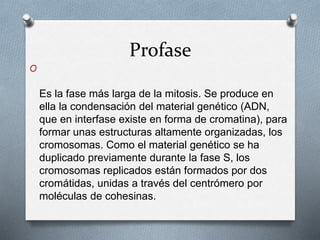 Profase
O
Es la fase más larga de la mitosis. Se produce en
ella la condensación del material genético (ADN,
que en interfase existe en forma de cromatina), para
formar unas estructuras altamente organizadas, los
cromosomas. Como el material genético se ha
duplicado previamente durante la fase S, los
cromosomas replicados están formados por dos
cromátidas, unidas a través del centrómero por
moléculas de cohesinas.
 