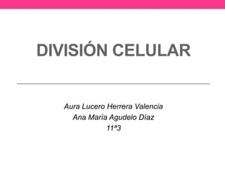 DIVISIÓN CELULAR
Aura Lucero Herrera Valencia
Ana María Agudelo Díaz
11ª3
 