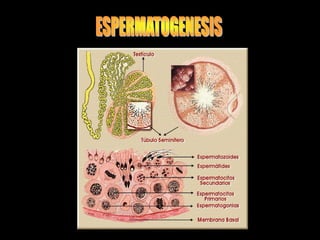 Comprehensive Overview of Cell Division: Mitosis, Meiosis, and ...