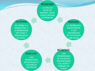 Interfase:
                        La célula
                         está en
                       reposo, lista
                       para entrar
                        en profase
Telofase:                                       Profase:
Se forma la                                    La menbrana
cromatina, l                                    desaparece
a membrana                                          y los
 nuclear y                                       centriolos
desaparece                                     se van hacia
  el huso .                                       los polos




                                       Metafase:
         Anafase:                           Los
                                       cromosomas
             Las
                                       se localiza
         cromátidas
                                       enganchado
        se separan y
                                        s al huso y
          van hacia
                                        forman un
          los polos.
                                           plano
 