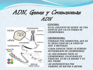 ADN, Genes y Cromosomas
         ADN
           GENOMA:
           Es el conjunto de genes de una
           especie que va en forma de
           cromosomas.

           CROMOSOMA:
           Formado por cromatina, que es
           el resultado de la unión de
           ADN e histonas.
           •Cada especie tiene un número
           determinado de cromosomas
           •El ser humano tiene 46
           cromosomas, colocados en
           parejas, 23 de la madre y 23
           del padre
           •Se representan por
           tamaño, de mayor a menor
 