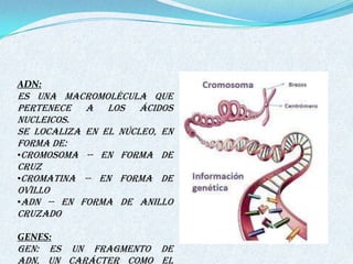 ADN:
Es una macromolécula que
pertenece a los ácidos
nucleicos.
Se localiza en el núcleo, en
forma de:
•Cromosoma -- en forma de
cruz
•Cromatina -- en forma de
ovillo
•ADN -- en forma de anillo
cruzado

GENES:
Gen: Es un fragmento de
ADN, un carácter como el
 