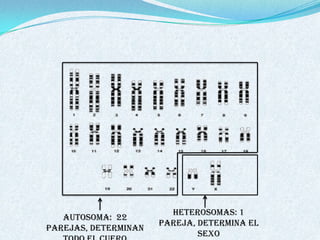 Heterosomas: 1
   Autosoma: 22
                      pareja, determina el
parejas, determinan
                              sexo
 