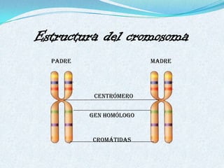 Estructura del cromosoma
  Padre                  Madre




           Centrómero


          Gen homólogo


          Cromátidas
 
