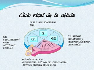 Ciclo vital de la célula
                      Fase S: Duplicación de
                      ADN


                                S
G1:                                                     G2: Nuevos
Crecimiento y          G1               G2              orgánulos y
gran                                                    preparación para
actividad                                               la división
celular



                División celular:
                •Citocinesis: división del citoplasma
                •Mitosis: división del núcleo
 