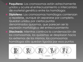  Paquiteno: Los cromosomas están estrechamente
unidos y ocurre el entrecruzamiento o intercambio
de material genético entre los homólogos
 Diploteno: Los cromosomas homólogos comienzan
a repelerse, aunque sin separarse por completo,
Quedan unidos por ciertos puntos
denominados quiasmas, que parecen ser la
expresión morfológica del entrecruzamiento
 Diacinesis: Mientras continúa la condensación de
los cromosomas, los quiasmas se desplazan hacia
los extremos de los mismos, los cromosomas
homólogos sólo quedan ligados por esos puntos
 