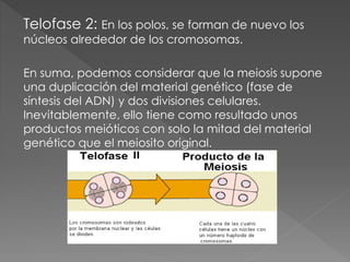 Telofase 2: En los polos, se forman de nuevo los
núcleos alrededor de los cromosomas.
En suma, podemos considerar que la meiosis supone
una duplicación del material genético (fase de
síntesis del ADN) y dos divisiones celulares.
Inevitablemente, ello tiene como resultado unos
productos meióticos con solo la mitad del material
genético que el meiosito original.
 