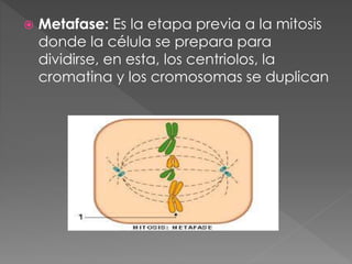  Metafase: Es la etapa previa a la mitosis
donde la célula se prepara para
dividirse, en esta, los centriolos, la
cromatina y los cromosomas se duplican
 