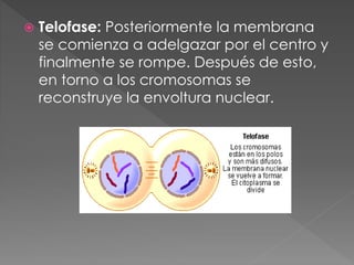  Telofase: Posteriormente la membrana
se comienza a adelgazar por el centro y
finalmente se rompe. Después de esto,
en torno a los cromosomas se
reconstruye la envoltura nuclear.
 