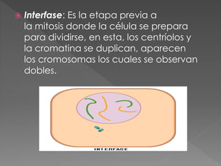  Interfase: Es la etapa previa a
la mitosis donde la célula se prepara
para dividirse, en esta, los centríolos y
la cromatina se duplican, aparecen
los cromosomas los cuales se observan
dobles.
 