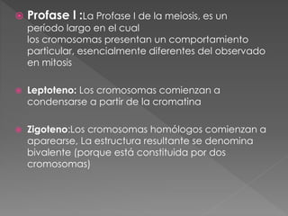  Profase l :La Profase I de la meiosis, es un
período largo en el cual
los cromosomas presentan un comportamiento
particular, esencialmente diferentes del observado
en mitosis
 Leptoteno: Los cromosomas comienzan a
condensarse a partir de la cromatina
 Zigoteno:Los cromosomas homólogos comienzan a
aparearse, La estructura resultante se denomina
bivalente (porque está constituida por dos
cromosomas)
 