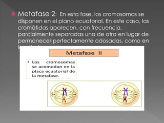  Metafase 2: En esta fase, los cromosomas se
disponen en el plano ecuatorial. En este caso, las
cromátidas aparecen, con frecuencia,
parcialmente separadas una de otra en lugar de
permanecer perfectamente adosadas, como en
la mitosis.
 