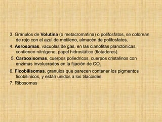 3. Gránulos de Volutina (o metacromatina) o polifosfatos, se colorean
de rojo con el azul de metileno, almacén de polifosfatos.
4. Aerosomas, vacuolas de gas, en las cianofitas planctónicas
contienen nitrógeno, papel hidrostático (flotadores).
5. Carboxisomas, cuerpos poliedricos, cuerpos cristalinos con
enzimas involucrados en la fijación de CO2
6. Ficobilisomas, granulos que parecen contener los pigmentos
ficobilínicos, y están unidos a los tilacoides.
7. Ribosomas
 