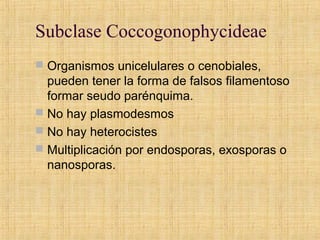 Subclase Coccogonophycideae
 Organismos unicelulares o cenobiales,
pueden tener la forma de falsos filamentoso
formar seudo parénquima.
 No hay plasmodesmos
 No hay heterocistes
 Multiplicación por endosporas, exosporas o
nanosporas.
 