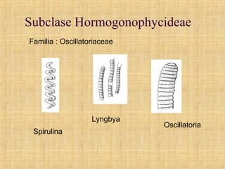 Subclase Hormogonophycideae
Spirulina
Lyngbya
Oscillatoria
Familia : Oscillatoriaceae
 