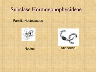 Subclase Hormogonophycideae
Nostoc Anabaena
Familia Nostocaceae
 