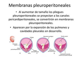 Membranas pleuroperitoneales
• Al aumentar de tamaño los pliegues
pleuroperitoneales se proyectan a los canales
pericardiperitoneales, se convertirán en membranas
pleuroperitoneales.
• Aparecen por la expansión de los pulmones y
cavidades pleurales en desarrollo.
 