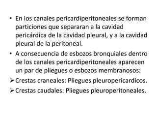 • En los canales pericardiperitoneales se forman
particiones que separaran a la cavidad
pericárdica de la cavidad pleural, y a la cavidad
pleural de la peritoneal.
• A consecuencia de esbozos bronquiales dentro
de los canales pericardiperitoneales aparecen
un par de pliegues o esbozos membranosos:
Crestas craneales: Pliegues pleuropericardicos.
Crestas caudales: Pliegues pleuroperitoneales.
 