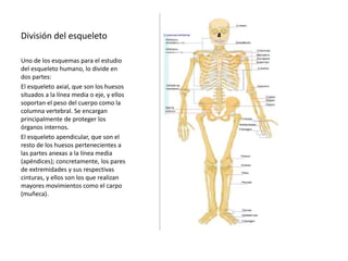 División del esqueleto 
Uno de los esquemas para el estudio 
del esqueleto humano, lo divide en 
dos partes: 
El esqueleto axial, que son los huesos 
situados a la línea media o eje, y ellos 
soportan el peso del cuerpo como la 
columna vertebral. Se encargan 
principalmente de proteger los 
órganos internos. 
El esqueleto apendicular, que son el 
resto de los huesos pertenecientes a 
las partes anexas a la línea media 
(apéndices); concretamente, los pares 
de extremidades y sus respectivas 
cinturas, y ellos son los que realizan 
mayores movimientos como el carpo 
(muñeca). 
 