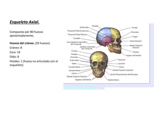 Esqueleto Axial. 
Compuesto por 80 huesos 
aproximadamente, 
Huesos del cráneo. (29 huesos) 
Cráneo: 8 
Cara: 14 
Oído: 8 
Hioides: 1 (hueso no articulado con el 
esqueleto) 
 