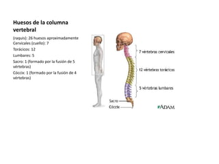 Huesos de la columna 
vertebral 
(raquis): 26 huesos aproximadamente 
Cervicales (cuello): 7 
Torácicos: 12 
Lumbares: 5 
Sacro: 1 (formado por la fusión de 5 
vértebras) 
Cóccix: 1 (formado por la fusión de 4 
vértebras) 
 