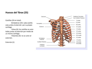 Huesos del Tórax (25) 
Costillas (24 en total). 
Verdaderas (14): cada costilla 
esta unida al esternón por su propio 
cartílago. 
Falsas (6): las costillas se unen 
todas juntas al esternón por medio de 
un mismo cartílago. 
Flotantes (4): no se unen al 
esternón. 
Esternón (1) 
