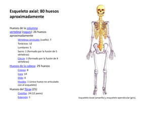 Esqueleto axial: 80 huesos 
aproximadamente 
Huesos de la columna 
vertebral (raquis): 26 huesos 
aproximadamente 
Vértebras cervicales (cuello): 7 
Torácicos: 12 
Lumbares: 5 
Sacro: 1 (formado por la fusión de 5 
vértebras) 
Cóccix: 1 (formado por la fusión de 4 
vértebras) 
Huesos de la cabeza: 29 huesos 
Cráneo: 8 
Cara: 14 
Oído: 6 
Hioides: 1 (único hueso no articulado 
con el esqueleto) 
Huesos del Tórax (25) 
Costillas: 24 (12 pares) 
Esternón: 1 
 