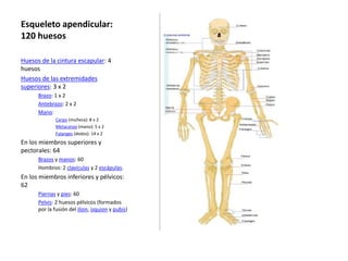 Esqueleto apendicular: 
120 huesos 
Huesos de la cintura escapular: 4 
huesos 
Huesos de las extremidades 
superiores: 3 x 2 
Brazo: 1 x 2 
Antebrazo: 2 x 2 
Mano: 
Carpo (muñeca): 8 x 2 
Metacarpo (mano): 5 x 2 
Falanges (dedos): 14 x 2 
En los miembros superiores y 
pectorales: 64 
Brazos y manos: 60 
Hombros: 2 clavículas y 2 escápulas. 
En los miembros inferiores y pélvicos: 
62 
Piernas y pies: 60 
Pelvis: 2 huesos pélvicos (formados 
por la fusión del ilion, isquion y pubis) 
 