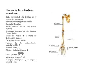Huesos de los miembros 
superiores: 
Cada extremidad esta dividido en 4 
segmentos o regiones: 
Hombro: formado por dos huesos. 
Clavícula, Omoplato 
Brazo: formado por un solo hueso. 
Humero 
Antebrazo: formado por dos huesos. 
Cubito, Radio 
Mano: los huesos de la mano se 
dividen en 3 grupos: 
Carpo, Metacarpo, Dedos 
Huesos de las extremidades 
superiores: 30 x 2 
Húmero (brazo; 2) 
Cúbito y Radio (antebrazo; 4) 
Mano: 
Carpo (muñeca): 8 x 2 
Metacarpo (mano): 5 x 2 
Falanges, Falanginas y Falangetas 
(dedos): 14 x 2 
 