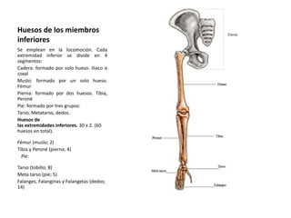 Huesos de los miembros 
inferiores 
Se emplean en la locomoción. Cada 
extremidad inferior se divide en 4 
segmentos: 
Cadera: formado por solo hueso. Iliaco o 
coxal 
Muslo: formado por un solo hueso. 
Fémur 
Pierna: formado por dos huesos. Tibia, 
Peroné 
Pie: formado por tres grupos: 
Tarso, Metatarso, dedos. 
Huesos de 
las extremidades inferiores. 30 x 2. (60 
huesos en total). 
Fémur (muslo; 2) 
Tibia y Peroné (pierna; 4) 
Pie: 
Tarso (tobillo; 8) 
Meta tarso (pie; 5) 
Falanges, Falanginas y Falangetas (dedos; 
14) 
 